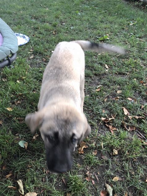Kangal puppies for sale ny. Things To Know About Kangal puppies for sale ny. 